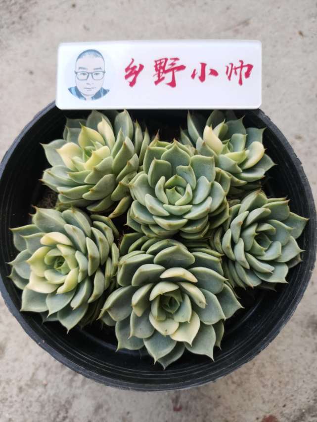 多肉植物干枯掉葉子_多肉葉子干枯脫落是什么原因_脫落原因葉子干枯多肉是什么