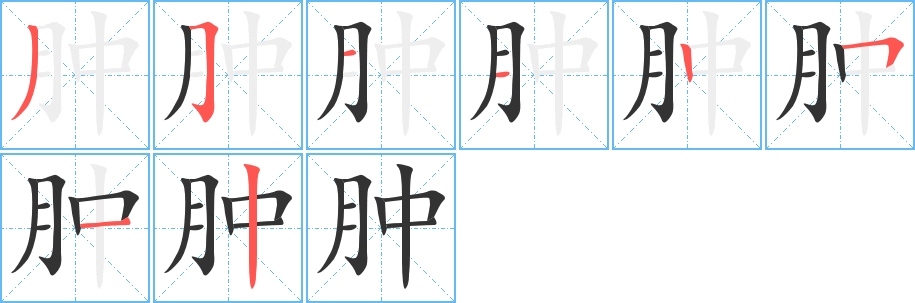 腫的筆順?lè)植窖菔?>
					
                    <hr />
                    <h2>腫的基本信息</h2>
                    <div   id=